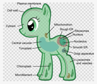 Eukaryotic Cells My Little Pony Clipart Plant Cell - Eukaryotic Plantae #6406283