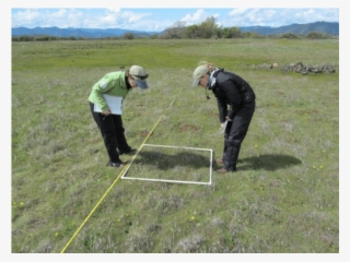Iae Staff Monitoring Plant Community On Lower Table #6406402