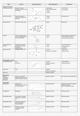 Plant Phloem Table - Physician #6406626