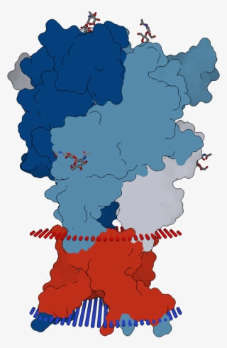 Transmembrane Flat Surface Display Opm - Illustration #6407167