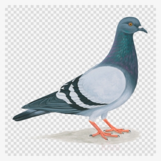 Rock Pigeon Clipart Homing Pigeon Pigeons And Doves - Pigeons And Doves #6407260