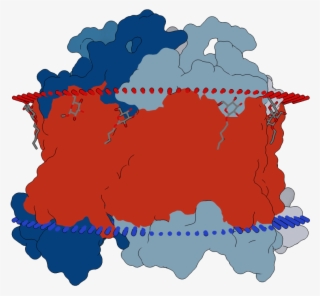 Transmembrane Flat Surface Display Opm - Illustration #6407588