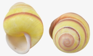 Banded Yellow Snail Shell .75-1" #6408387