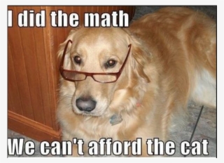 Yes, This Is Dog - We Cant Afford The Cat #6408609