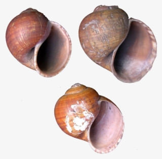 019 Columbiensis Mnhn 1 - Lymnaeidae #6409211