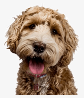 Search - Golden Labradoodle #6409272