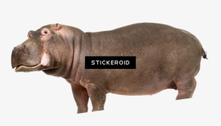 Hippo #6414804