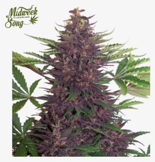 Clipart Black And White Stock Buddha Seeds Auto Cannabis - Buddha Seeds #6415065