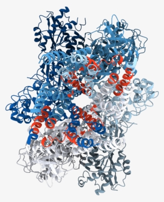 Transmembrane Regions Opm - Illustration #6415425