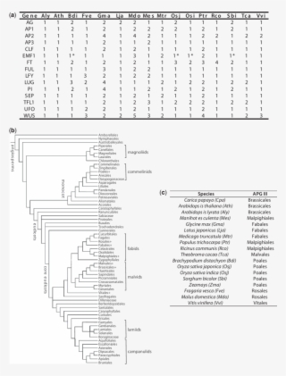 Gene Conservation Data, Species Used, And Their Placement - Darkness #6416452