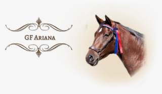 2007 Bay Iberian Warmblood Mare By Multi-national Champion - Academy Awards #6416516
