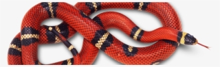Can We Brain-train Our Emotions A New Study Suggests - Snake Red #6417571