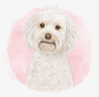 Piper The Cockapoo - Cockapoo #6419881