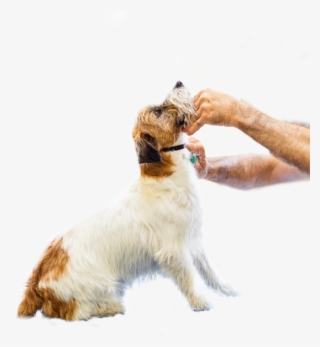 Salone Autorizzato Iv San Bernard Spa - Dog Catches Something #6420263