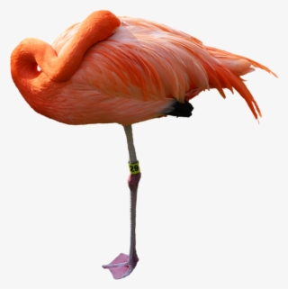 Greater Flamingo #6421554