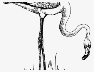 Flamingo Clipart Black And White - Flamingo Bird Black And White #6421944