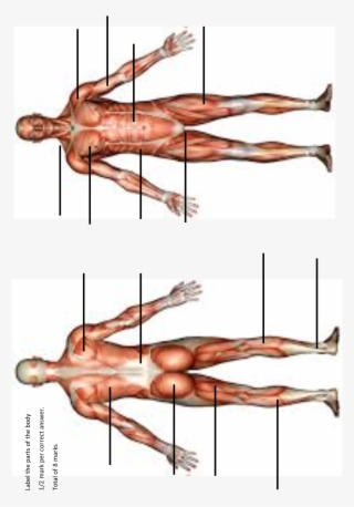 Muscle Origins And Insertions - Art Print: Anatomy Of Male Muscular System, Front View, #6426142