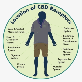 Location Of Cbd Receptors - Cannabinoid Receptor #6426912