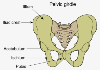 Google Search Musculoskeletal System, Squats, Deep - Gaktikaulis - Free ...