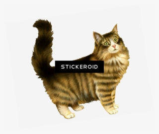 Cat - Am I A Cat 749178 1 White S T Shirt #6428733