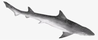 Narrownose Smooth-hound #6430998