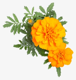 Yahoo Small Business - Email #6433206