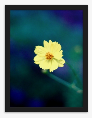 Load Image Into Gallery Viewer, Yellow Flower Art Photo #6434628