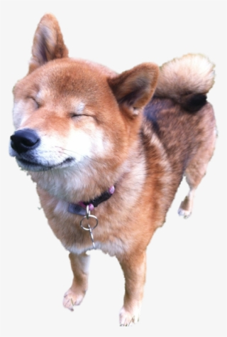 Supershibe #6434870