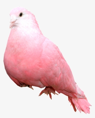 Paloma Estática Alta Definicion Png Estético - Pink Dove Bird #6435873