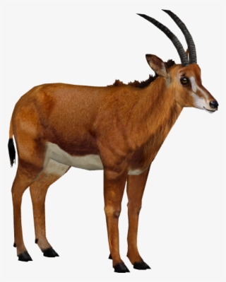 Giant Sable Antelope F - Wiki #6439172