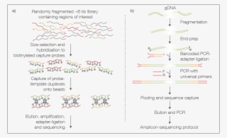 Incorporating Sequence Capture Into Library Preparation - Number #6442562