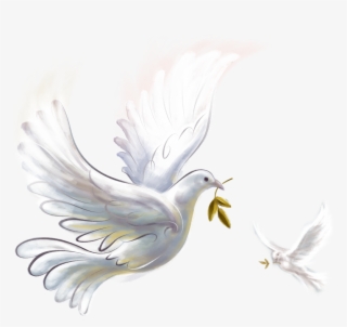 Pigeon Png #6444202 Pigeon Png #6444202