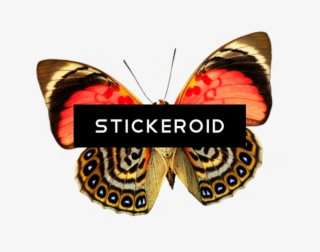 Butterfly Insects - Photograph Photograph Photograph Tile Coaster #6446254