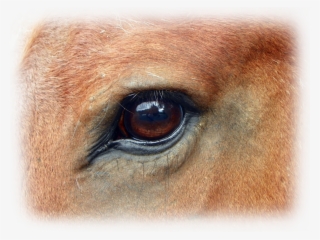 Horse-eye - Horse Eyes #6447167