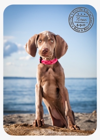 Western Washington Pet Photographer Julie Clegg Photographs - Vizsla #6448453
