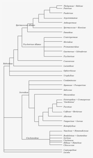 Cladogram Of Rubiaceae Based On Dna Sequence Data (bremer - Amino Acid #6448590