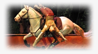 Cavalia Inc #6450254