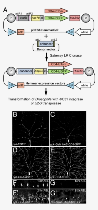 The Hemmar Vectors For Making Enhancer-driven Membrane #6455204