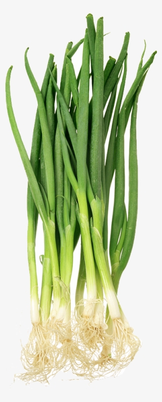 Spring Onion - Scallion #6455311