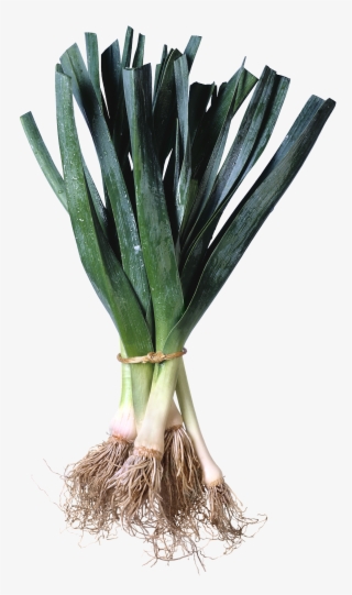 Leek Png - Leeks Grocery Signs (3-track Fresh Look #6455670