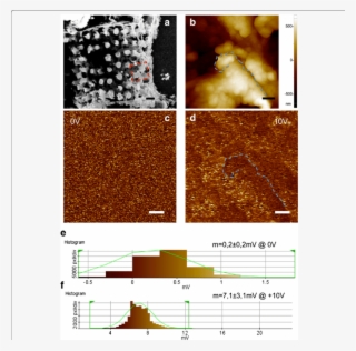 A Sem Image Of A Silicon Diatom - Atomic Force Microscopy #6459876