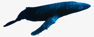 A Guide To Swimming With Whale Sharks In Mexico - Whale Swimming Png #6461798