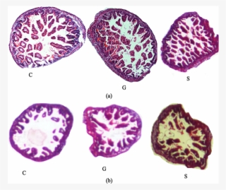Photomicrography (100x) Of Intestines Of G 1 Rats - Large Intestine #6462432