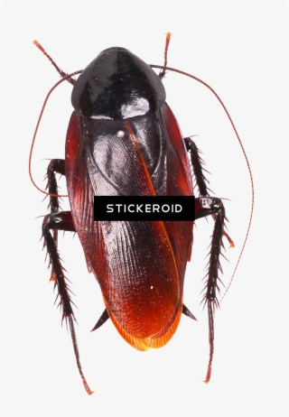 Roach - Cockroach Moving Animation #6463550