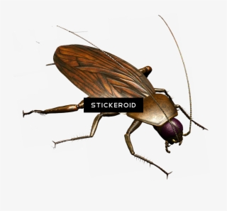 Roach - Firefly #6463682