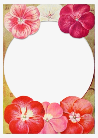 Wings Of Whimsy - Anthurium #6466256