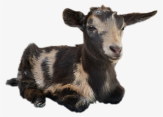 Goat #6473456