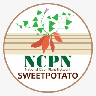 Ncpn-sweetpotato Png - Thumb #6474947