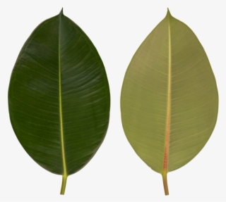 Black Cherry #6476369