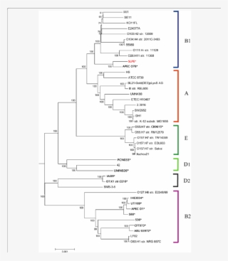 Phylogenomic Tree Of The 43 E - Diagram #6480146